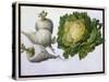 Turnip, Cabbage-Claude Aubriet-Stretched Canvas