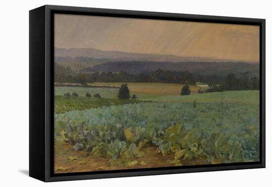 Turnip Field-William Cosens Way-Framed Stretched Canvas