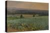 Turnip Field-William Cosens Way-Stretched Canvas