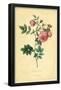 Turnip Rose-null-Framed Poster