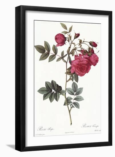 Turnip Roses, Rosa Rapa Flore Semipleno-Pierre Joseph Redoute-Framed Giclee Print