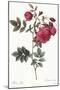 Turnip Roses, Rosa Rapa Flore Semipleno-Pierre Joseph Redoute-Mounted Giclee Print