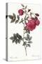 Turnip Roses, Rosa Rapa Flore Semipleno-Pierre Joseph Redoute-Stretched Canvas