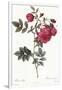 Turnip Roses, Rosa Rapa Flore Semipleno-Pierre Joseph Redoute-Framed Giclee Print