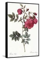 Turnip Roses, Rosa Rapa Flore Semipleno-Pierre Joseph Redoute-Framed Stretched Canvas