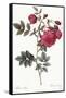 Turnip Roses, Rosa Rapa Flore Semipleno-Pierre Joseph Redoute-Framed Stretched Canvas
