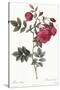 Turnip Roses, Rosa Rapa Flore Semipleno-Pierre Joseph Redoute-Stretched Canvas
