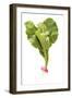 Turnip Studio Shot-null-Framed Photographic Print