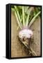 Turnip with Roots and Soil-Foodcollection-Framed Stretched Canvas