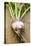 Turnip with Roots and Soil-Foodcollection-Stretched Canvas