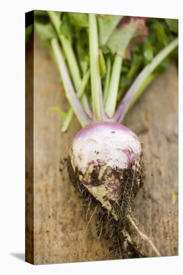 Turnip with Roots and Soil-Foodcollection-Stretched Canvas