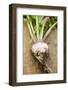 Turnip with Roots and Soil-Foodcollection-Framed Photographic Print