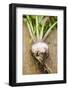 Turnip with Roots and Soil-Foodcollection-Framed Photographic Print