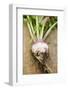 Turnip with Roots and Soil-Foodcollection-Framed Photographic Print