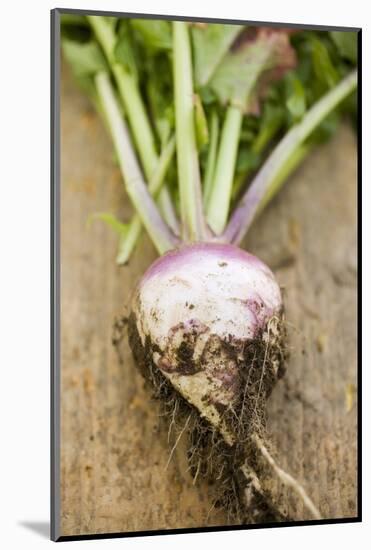 Turnip with Roots and Soil-Foodcollection-Mounted Photographic Print