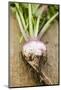 Turnip with Roots and Soil-Foodcollection-Mounted Photographic Print