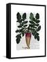 Turnip-Fab Funky-Framed Stretched Canvas