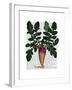 Turnip-Fab Funky-Framed Art Print