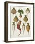 Turnips, from the "Album Benary", Tab. XIII, Brussels-null-Framed Giclee Print