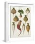 Turnips, from the "Album Benary", Tab. XIII, Brussels-null-Framed Giclee Print