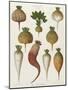 Turnips, from the "Album Benary", Tab. XIII, Brussels-null-Mounted Giclee Print