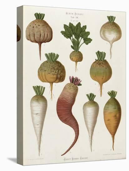 Turnips, from the "Album Benary", Tab. XIII, Brussels-null-Stretched Canvas