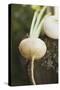 Turnips on Wood-Foodcollection-Stretched Canvas