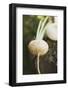 Turnips on Wood-Foodcollection-Framed Photographic Print