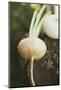 Turnips on Wood-Foodcollection-Mounted Photographic Print