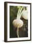 Turnips on Wood-Foodcollection-Framed Photographic Print