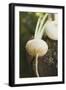 Turnips on Wood-Foodcollection-Framed Photographic Print