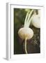 Turnips on Wood-Foodcollection-Framed Photographic Print
