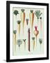 Turnips, Tab Xii from the 'Album Benary', Engraved by G. Severeyns, 1876-Ernst Benary-Framed Giclee Print