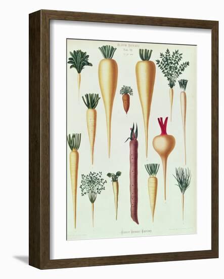 Turnips, Tab Xii from the 'Album Benary', Engraved by G. Severeyns, 1876-Ernst Benary-Framed Giclee Print