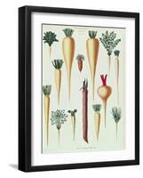 Turnips, Tab Xii from the 'Album Benary', Engraved by G. Severeyns, 1876-Ernst Benary-Framed Giclee Print