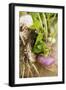 Turnips with Roots, Leaves and Soil-Foodcollection-Framed Photographic Print