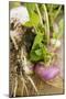 Turnips with Roots, Leaves and Soil-Foodcollection-Mounted Photographic Print