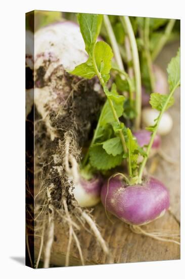 Turnips with Roots, Leaves and Soil-Foodcollection-Stretched Canvas