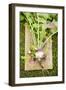 Turnips with Roots, Leaves and Soil-Foodcollection-Framed Photographic Print