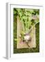 Turnips with Roots, Leaves and Soil-Foodcollection-Framed Photographic Print