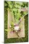 Turnips with Roots, Leaves and Soil-Foodcollection-Mounted Photographic Print