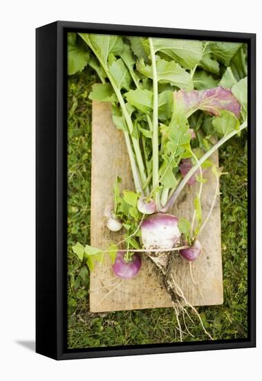 Turnips with Roots, Leaves and Soil-Foodcollection-Framed Stretched Canvas