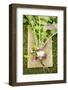 Turnips with Roots, Leaves and Soil-Foodcollection-Framed Photographic Print