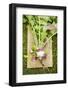 Turnips with Roots, Leaves and Soil-Foodcollection-Framed Photographic Print