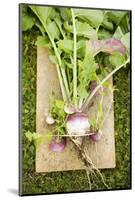 Turnips with Roots, Leaves and Soil-Foodcollection-Mounted Photographic Print