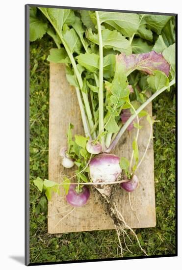 Turnips with Roots, Leaves and Soil-Foodcollection-Mounted Photographic Print