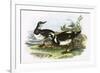 Turnstone-English-Framed Giclee Print