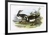 Turnstone-English-Framed Giclee Print