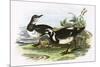 Turnstone-English-Mounted Giclee Print