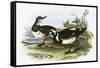 Turnstone-English-Framed Stretched Canvas